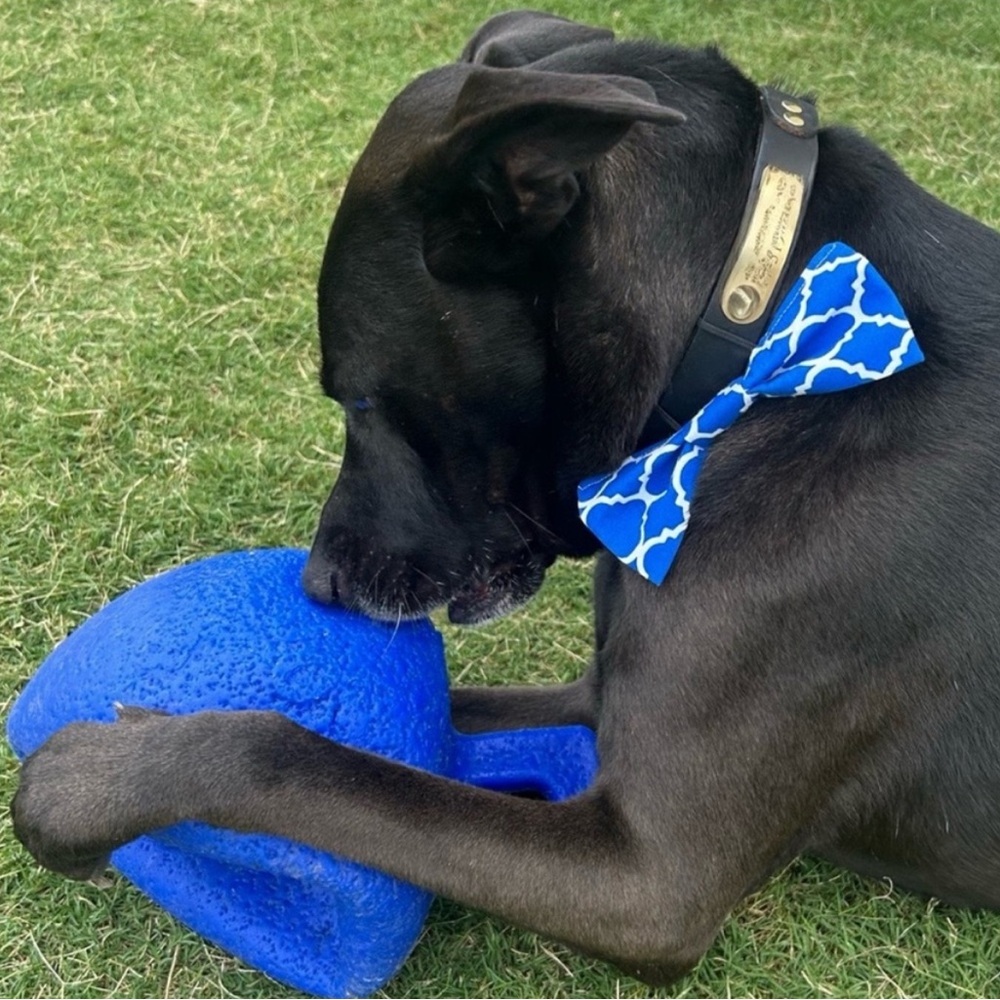 Hand Crafted Royal Blue Patterned Dog Bow Tie Cotton Fabric Collar 6” Accessory